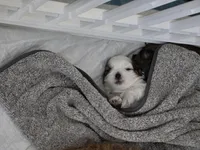 Mia, a female Shih Tzu for sale in North Webster, IN – Photo 6 of 6