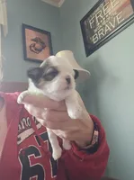 Mia, a female Shih Tzu for sale in North Webster, IN – Photo 3 of 6