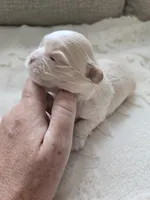 Otis, a male Shih Tzu for sale in North Webster, IN – Photo 3 of 4