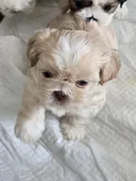 Otis, a male Shih Tzu for sale in North Webster, IN – Photo 2 of 4