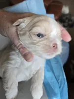 Otis, a male Shih Tzu for sale in North Webster, IN – Photo 4 of 4
