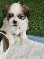 Scrappy, a male Shih Tzu for sale in North Webster, IN – Photo 3 of 5