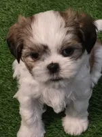 Scrappy, a male Shih Tzu for sale in North Webster, IN – Photo 1 of 5