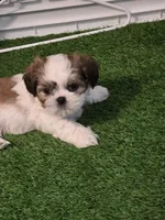 Scrappy, a male Shih Tzu for sale in North Webster, IN – Photo 2 of 5