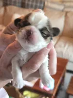 Scrappy, a male Shih Tzu for sale in North Webster, IN – Photo 5 of 5