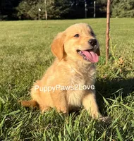 Camie, a female Golden Retriever for sale in Sibley, IA – Photo 6 of 8