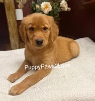 Camie, a female Golden Retriever for sale in Sibley, IA – Photo 1 of 8