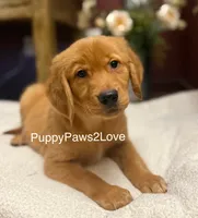 Camie, a female Golden Retriever for sale in Sibley, IA – Photo 2 of 8