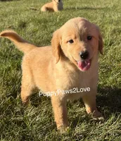 Camie, a female Golden Retriever for sale in Sibley, IA – Photo 7 of 8