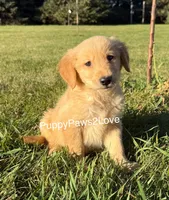 Camie, a female Golden Retriever for sale in Sibley, IA – Photo 3 of 8