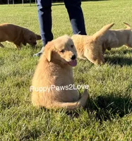 Camie, a female Golden Retriever for sale in Sibley, IA – Photo 4 of 8