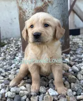 Travis, a male Golden Retriever for sale in Sibley, IA – Photo 2 of 2