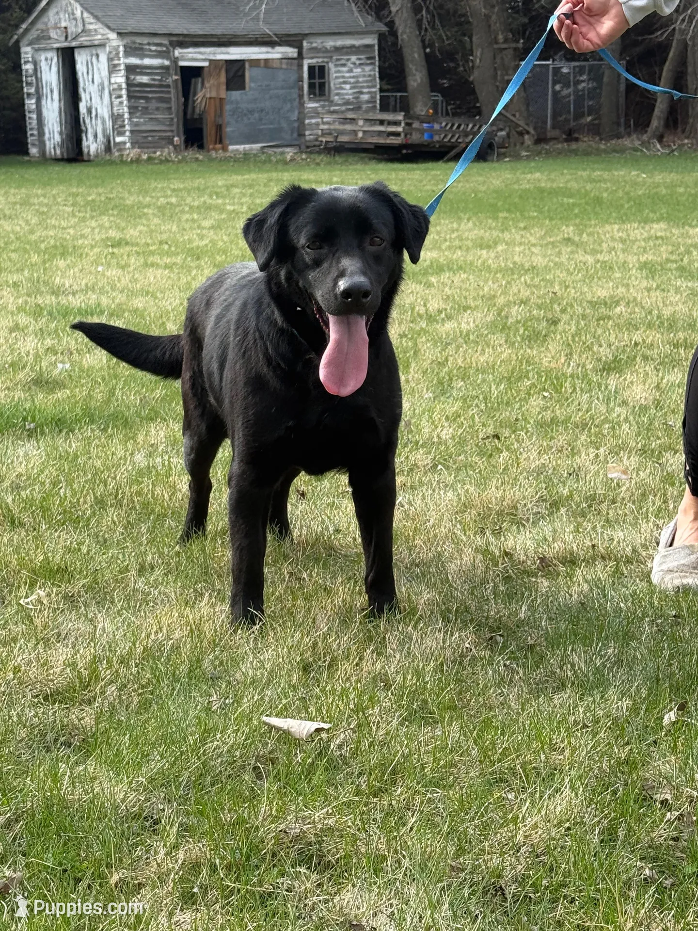 Lillie, a female Labrador Retriever for sale in Sibley, IA – Photo 2 of 4