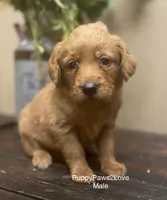 Barkley, a male Miniature Goldendoodle for sale in Sibley, IA – Photo 2 of 2