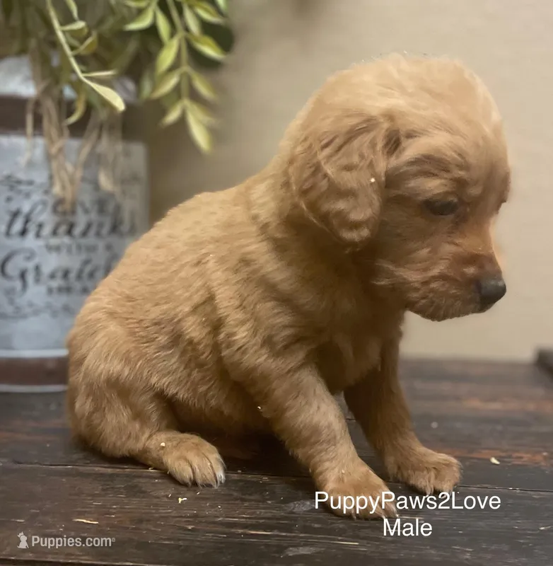 Barkley, a male Miniature Goldendoodle for sale in Sibley, IA – Photo 1 of 2