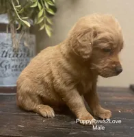 Barkley, a male Miniature Goldendoodle for sale in Sibley, IA – Photo 1 of 2