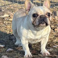 Brielle, a female French Bulldog for sale in Sibley, IA – Photo 2 of 4