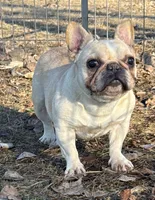 Brielle, a female French Bulldog for sale in Sibley, IA – Photo 2 of 4