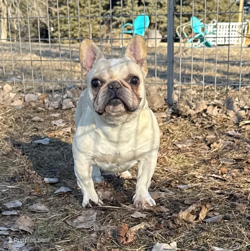 Brielle, a female French Bulldog for sale in Sibley, IA – Photo 1 of 4