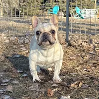 Brielle, a female French Bulldog for sale in Sibley, IA – Photo 1 of 4