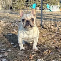 Brielle, a female French Bulldog for sale in Sibley, IA – Photo 1 of 4