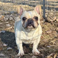 Brielle, a female French Bulldog for sale in Sibley, IA – Photo 3 of 4