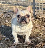 Brielle, a female French Bulldog for sale in Sibley, IA – Photo 3 of 4