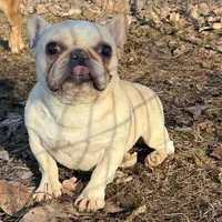 Brielle, a female French Bulldog for sale in Sibley, IA – Photo 4 of 4
