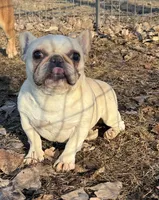 Brielle, a female French Bulldog for sale in Sibley, IA – Photo 4 of 4