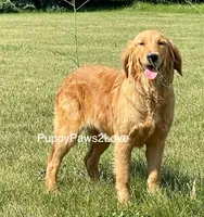 Goldie, a female Golden Retriever for sale in Sibley, IA – Photo 3 of 3