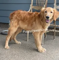 Goldie, a female Golden Retriever for sale in Sibley, IA – Photo 1 of 3