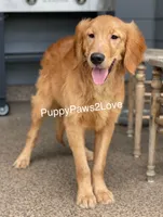 Goldie, a female Golden Retriever for sale in Sibley, IA – Photo 2 of 3