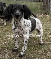 Mitsy, a female Schnoodle for sale in Sibley, IA – 1 of 6