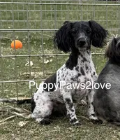 Mitsy, a female Schnoodle for sale in Sibley, IA – 2 of 6