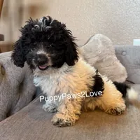 Mitsy, a female Schnoodle for sale in Sibley, IA – Photo 2 of 2