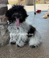 Mitsy, a female Schnoodle for sale in Sibley, IA – 6 of 6