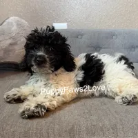 Mitsy, a female Schnoodle for sale in Sibley, IA – Photo 1 of 2