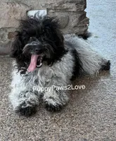 Mitsy, a female Schnoodle for sale in Sibley, IA – 3 of 6
