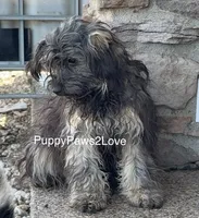 Sally, a male Schnoodle for sale in Sibley, IA – Photo 2 of 3