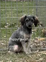 Sally, a male Schnoodle for sale in Sibley, IA – 2 of 5