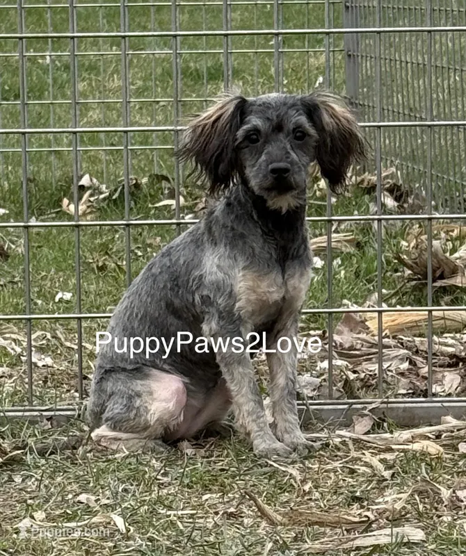 Sally – Schnoodle puppy for sale in Sibley, IA