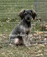 Sally, a male Schnoodle for sale in Sibley, IA – 1 of 5