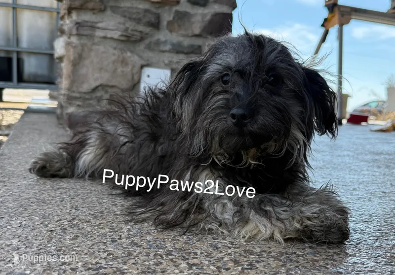 Sally – Schnoodle puppy for sale in Sibley, IA