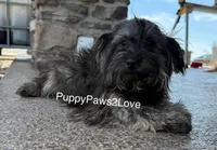 Sally, a male Schnoodle for sale in Sibley, IA – Photo 1 of 3