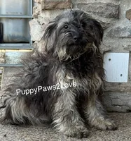 Sally, a male Schnoodle for sale in Sibley, IA – Photo 3 of 3