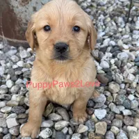 Maggie, a female Golden Retriever for sale in Sibley, IA – Photo 4 of 6