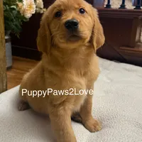 Maggie, a female Golden Retriever for sale in Sibley, IA – Photo 1 of 6