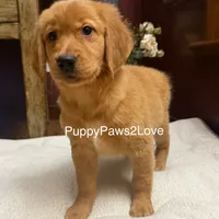 Maggie, a female Golden Retriever for sale in Sibley, IA – Photo 3 of 6