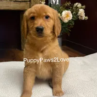 Maggie, a female Golden Retriever for sale in Sibley, IA – Photo 2 of 6