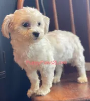 Tally, a female Shichon for sale in Sibley, IA – Photo 4 of 4